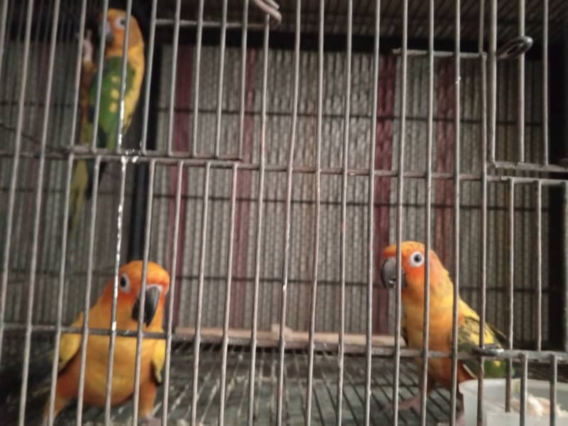 All Birds Setup For Sale 8