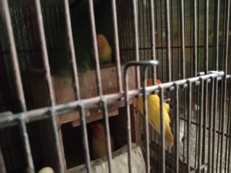 All Birds Setup For Sale 13