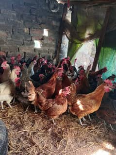 Desi hen for sale