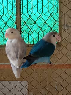 violet fishry/ino confirm breeder pair for sale. 0304.1961378