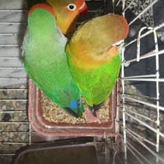 love birds