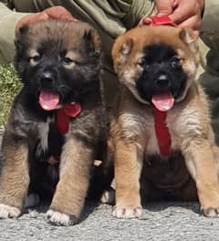 Kurdish Kangal puppies pair full security  dogs heavy bone for sale 0