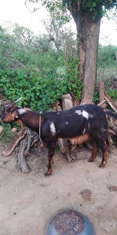 gabban goat 0