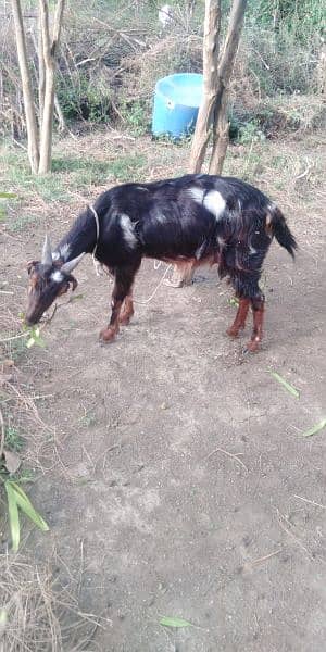 gabban goat 1