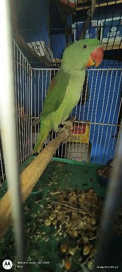 parrot for sale hy cage Ky sath