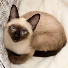 siamese