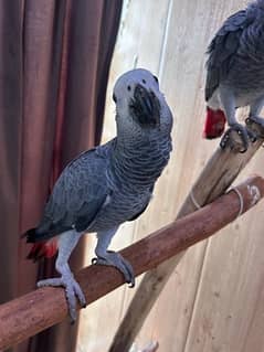 African grey parrot pair