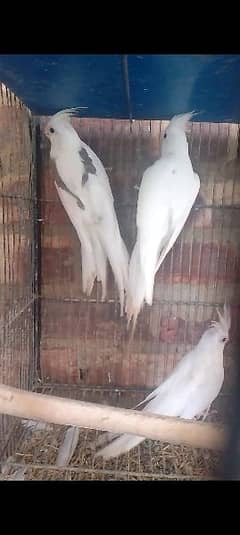 v pied breeder pair with 1 chick for sale