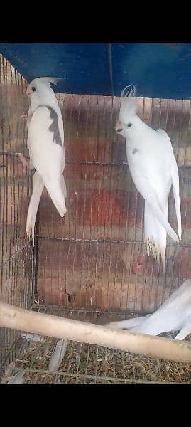 v pied breeder pair with 1 chick for sale 1