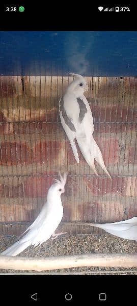 v pied breeder pair with 1 chick for sale 2