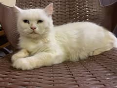 white persian Female 15 Months 0