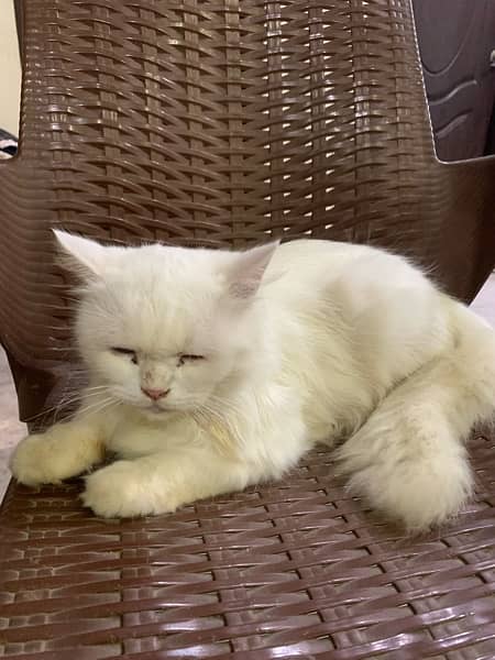 white persian Female 15 Months 1