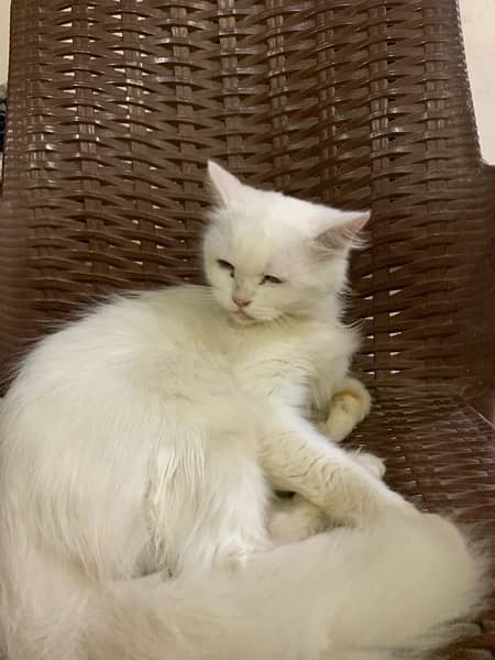 white persian Female 15 Months 2