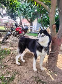 Pure Siberian Husky [ 0303-0047934 ]