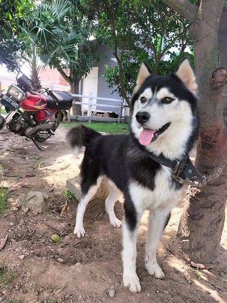 Pure Siberian Husky [ 0303-0047934 ] 2