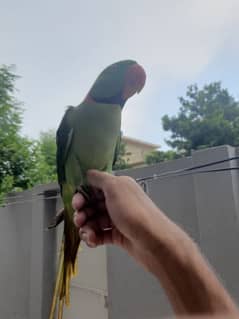 Raw Parrot for sale