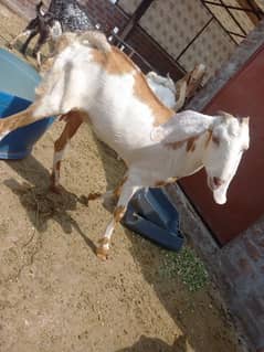 desi goat for sale | ghabban goat for sale 0