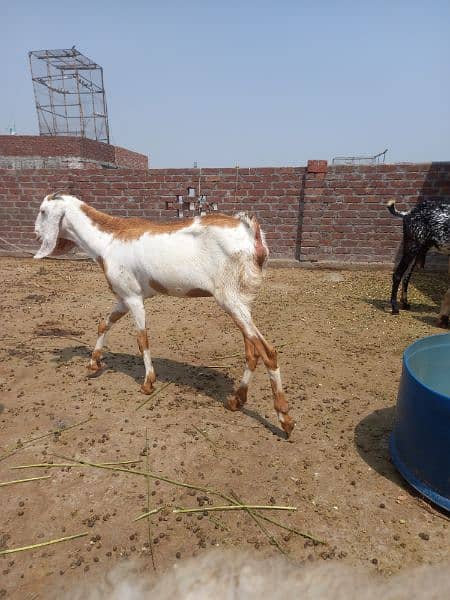 desi goat for sale | ghabban goat for sale 2