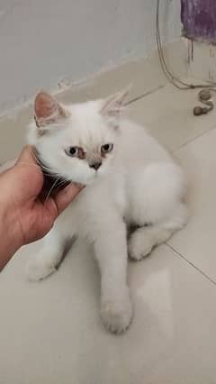 Persian Kitten Triple coat