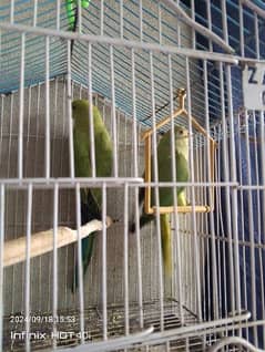 parrot pair for sale healthy and active