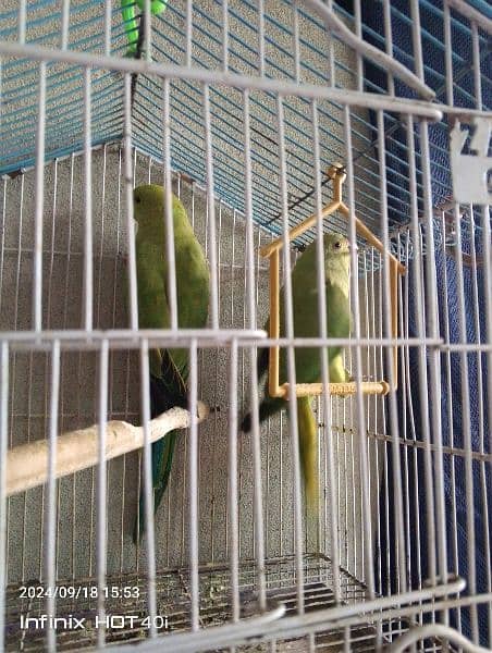 parrot pair for sale healthy and active 0