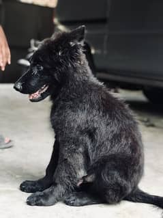 Black German Shepherd puppy