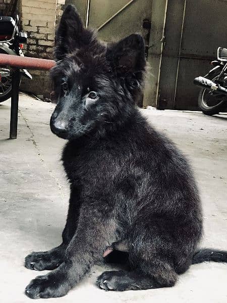 Black German Shepherd puppy 1