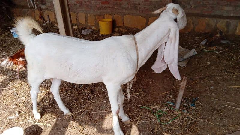 Gulabi Bela Female for sale 2