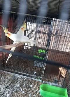 Cream Cockatiel Pair