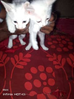 2 month Persian kittens