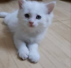 Persian male kitten