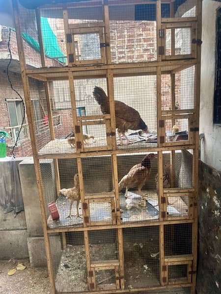 cage for sell / 4x4 cage / 10/10 condition / hens cage /All birds cags 0