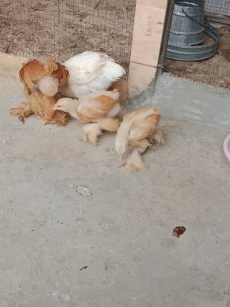 golden buff chicks 7