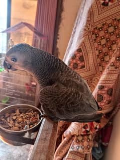 African Gray parrot