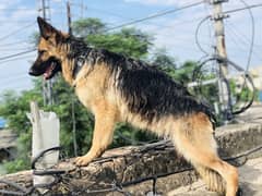 German shepherd female one year 15 days age vaccinated