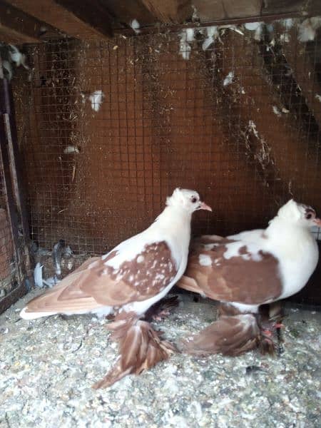 fancy chiks for sale 3