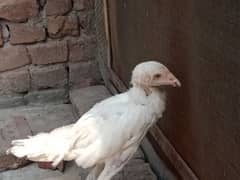 white aseel chiks avilable 0