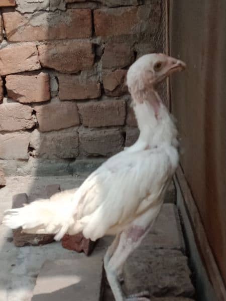 white aseel chiks avilable 1