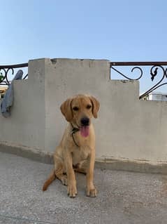 Labrador retriever 4 months old triple coat british dog