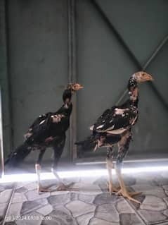 shamo | shamo chiks| aseel pair | pure aseel chicks