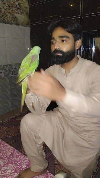 good health raw parrot hand Tam ha with cage b ha 0306.0166668 0