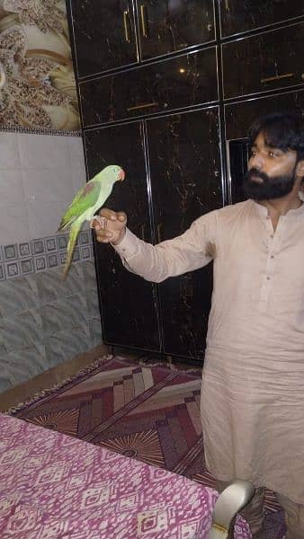 good health raw parrot hand Tam ha with cage b ha 0306.0166668 1