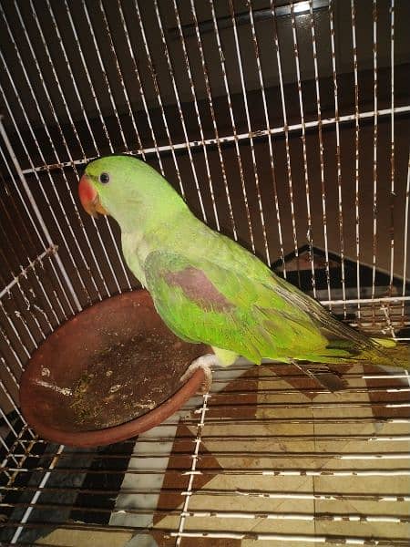 good health raw parrot hand Tam ha with cage b ha 0306.0166668 2