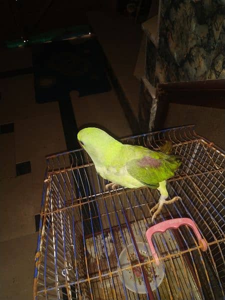 good health raw parrot hand Tam ha with cage b ha 0306.0166668 3