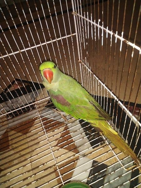 good health raw parrot hand Tam ha with cage b ha 0306.0166668 4