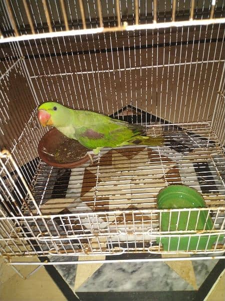 good health raw parrot hand Tam ha with cage b ha 0306.0166668 5