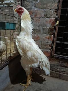 white king shamo Katrina Malar blood chicks available hai