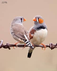 zebra finches breeder pairs