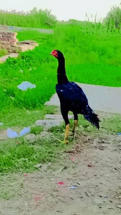 aseel hens male and female