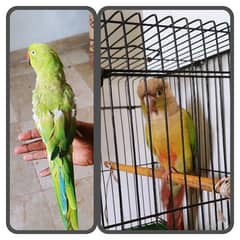 green chick Conure pineapple male With DNA gren ringnack breder female